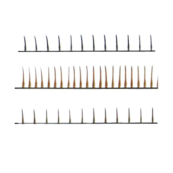 自嫁接朵毛系列